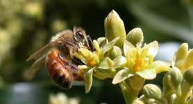 miel de abeja de aguacate